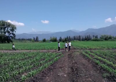 analizando monocultivo